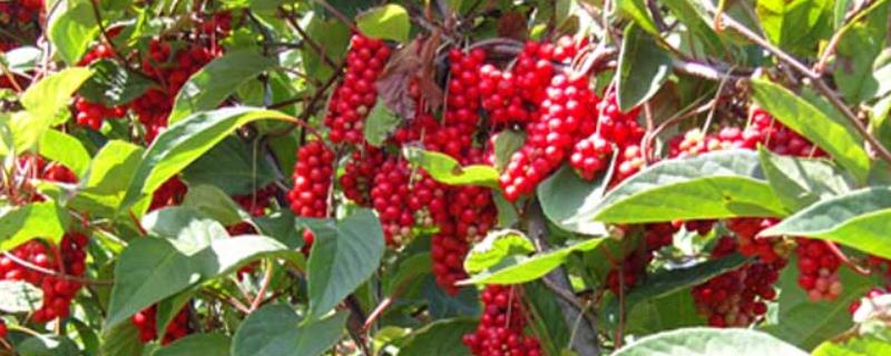 五味子的种植时间