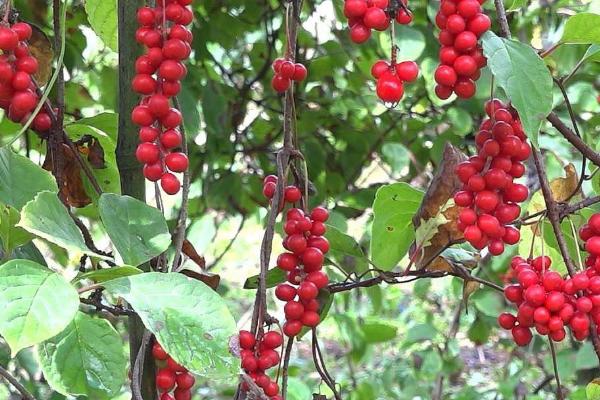 五味子的种植时间,适合在3月底至5月初之间播种