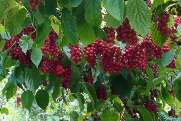 五味子的种植时间,适合在3月底至5月初之间播种