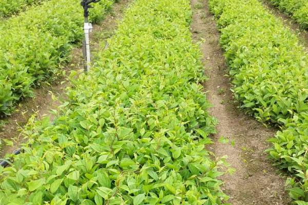 五味子的种植时间,适合在3月底至5月初之间播种