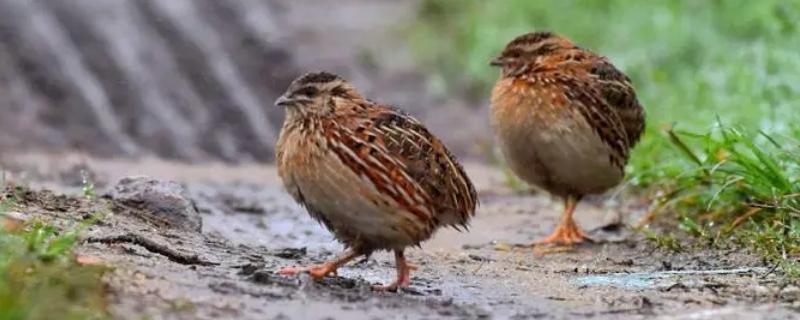 野生鹌鹑能不能抓来养