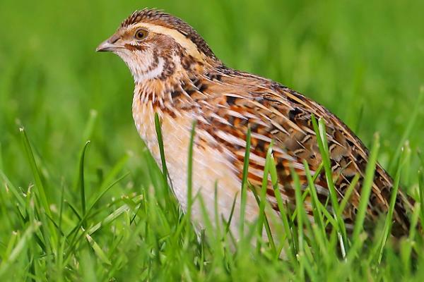 野生鹌鹑能不能抓来养，属于保护动物、不能捕捉饲养