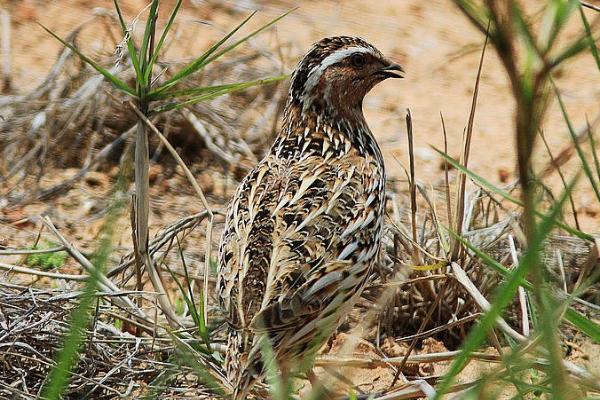 野生鹌鹑能不能抓来养，属于保护动物、不能捕捉饲养