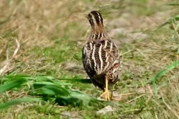 野生鹌鹑能不能抓来养，属于保护动物、不能捕捉饲养