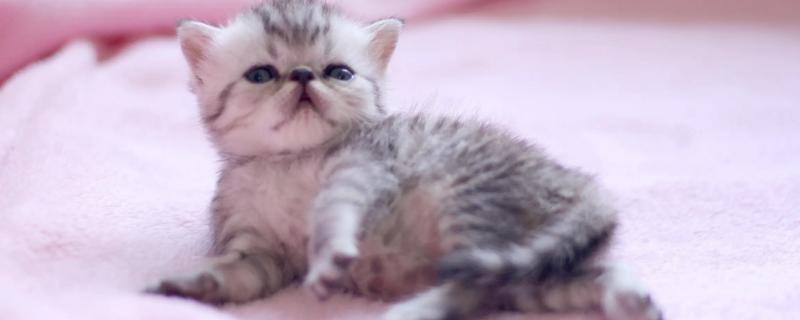 小公猫和小母猫有什么区别