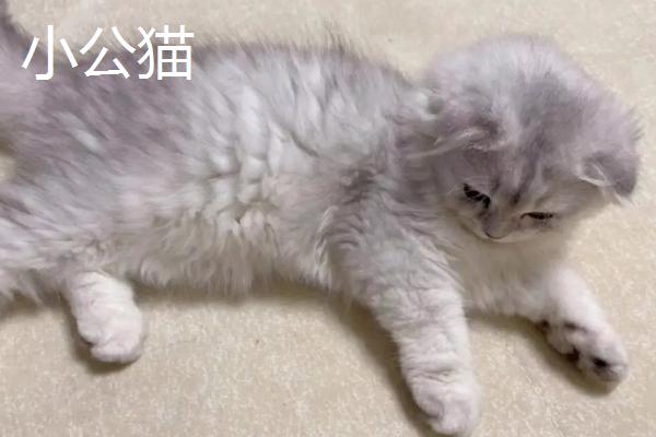 小公猫和小母猫有什么区别,公猫脸型较大且腮帮饱满、母猫脸型较小且不易发腮