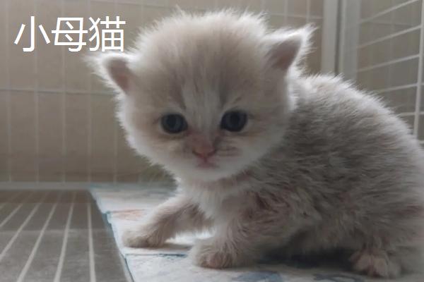 小公猫和小母猫有什么区别,公猫脸型较大且腮帮饱满、母猫脸型较小且不易发腮