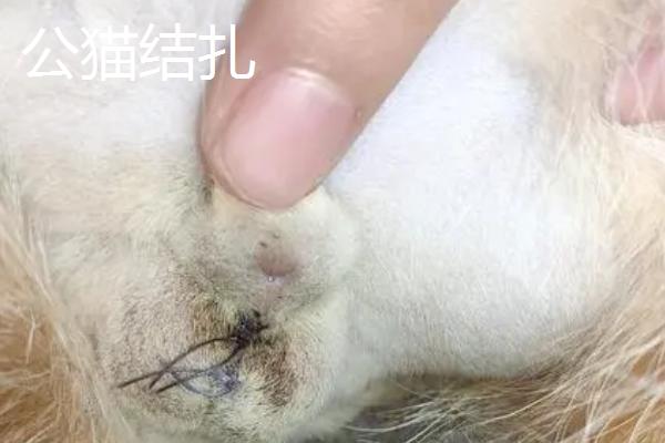 小公猫和小母猫有什么区别,公猫脸型较大且腮帮饱满、母猫脸型较小且不易发腮