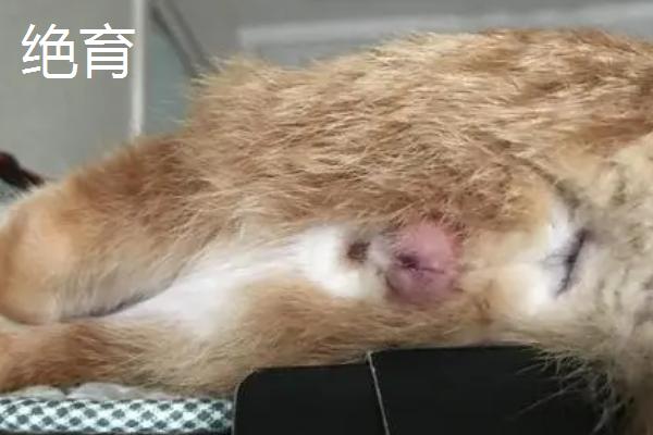 小公猫和小母猫有什么区别,公猫脸型较大且腮帮饱满、母猫脸型较小且不易发腮