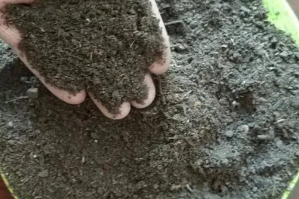 牛粪的发酵方法,要选用新鲜的粪便