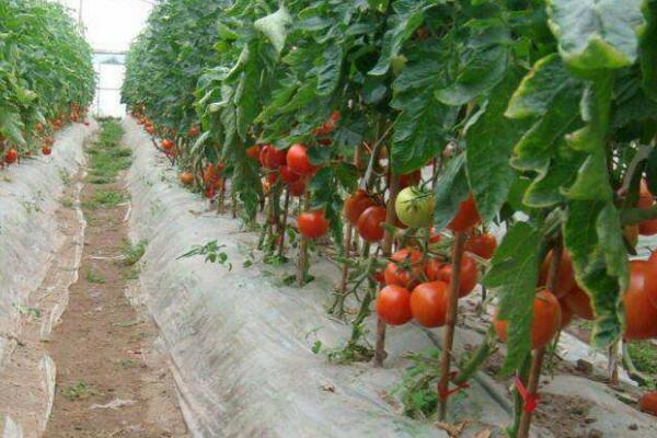 番茄的生长习性，对于水分的需求量比较多