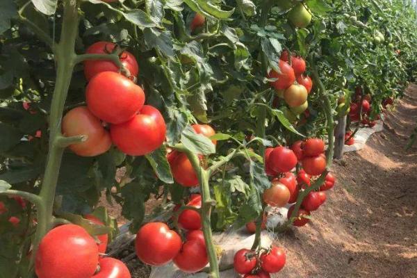 番茄的生长习性，对于水分的需求量比较多