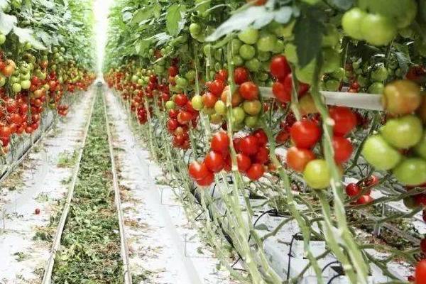 番茄的生长习性，对于水分的需求量比较多