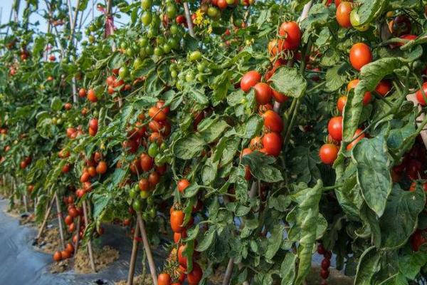 番茄的生长习性，对于水分的需求量比较多