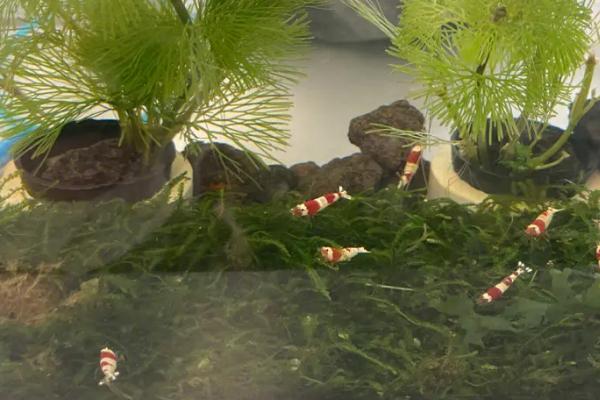 室内养虾技术，要合理控制密度