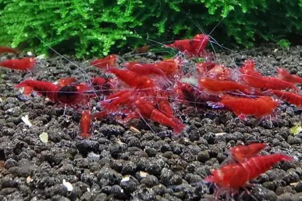 室内养虾技术，要合理控制密度