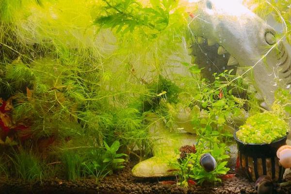 室内养虾技术，要合理控制密度