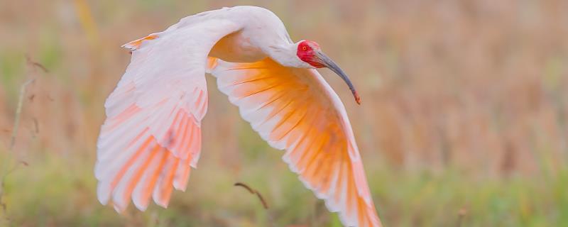 朱鹮是中国特有的鸟类吗