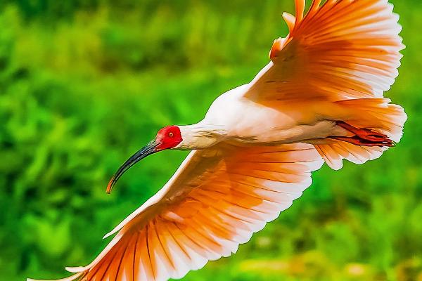 朱鹮是中国特有的鸟类吗，基本属于我国特有鸟类