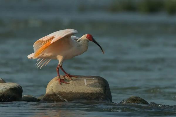朱鹮是中国特有的鸟类吗，基本属于我国特有鸟类
