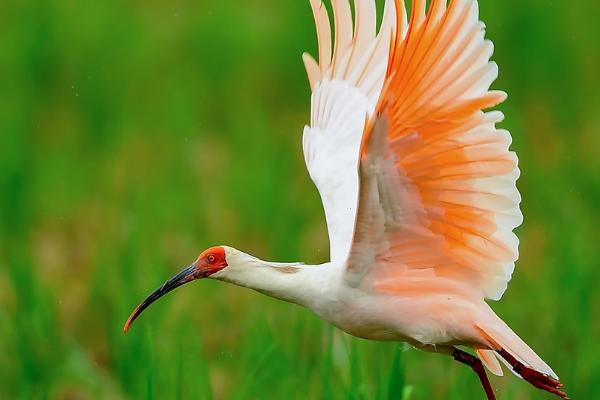 朱鹮是中国特有的鸟类吗，基本属于我国特有鸟类