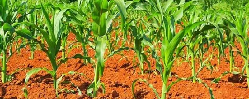 南方玉米种植技术