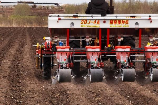 南方玉米种植技术，糯玉米和甜玉米不可混合种植在一起