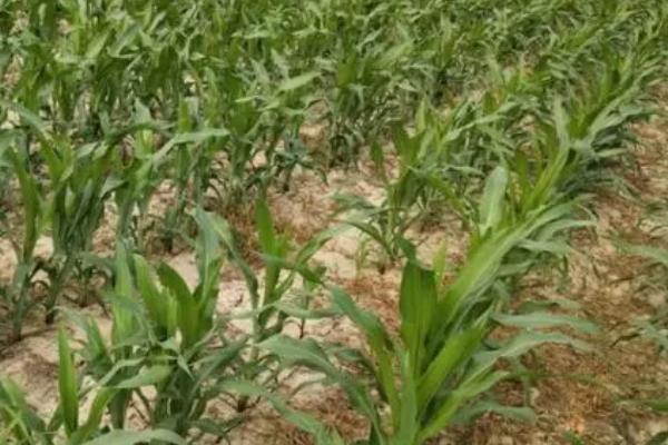 南方玉米种植技术，糯玉米和甜玉米不可混合种植在一起
