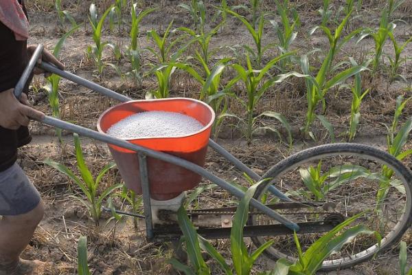 南方玉米种植技术，糯玉米和甜玉米不可混合种植在一起