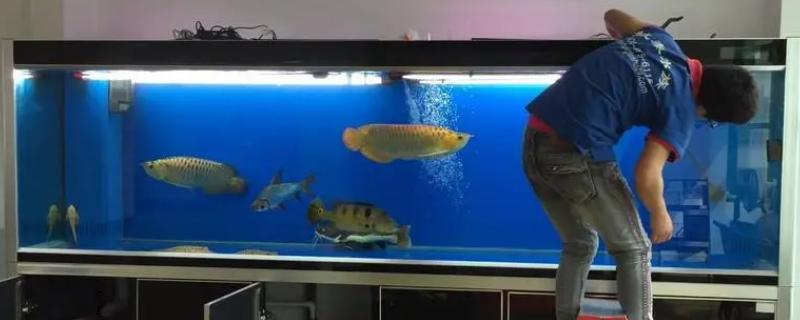 怎样清洗鱼缸内壁