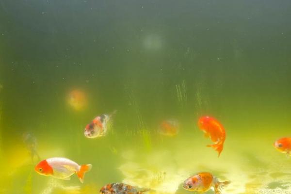 怎样清洗鱼缸内壁,可用刮藻刀来清理