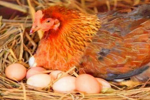 小鸡出生后过多久才能产蛋,通常需要3-4个月左右