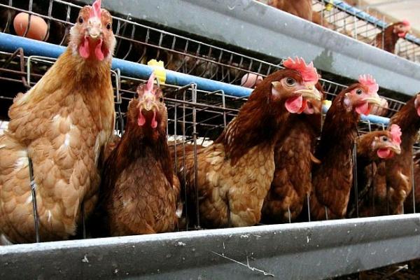 小鸡出生后过多久才能产蛋,通常需要3-4个月左右