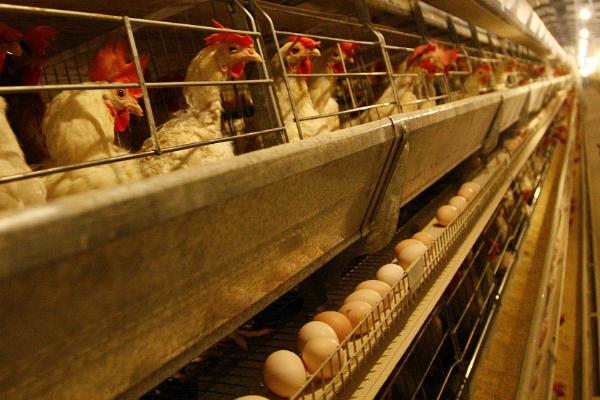 小鸡出生后过多久才能产蛋,通常需要3-4个月左右