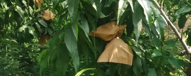 油桃的套袋技术