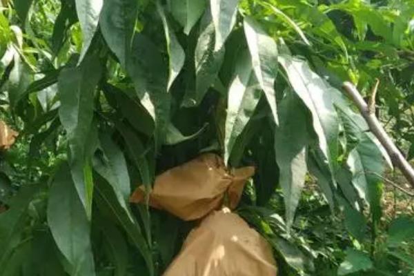 油桃的套袋技术,不要带雨水或露水进行套袋