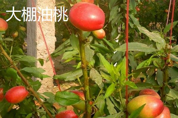 油桃的套袋技术,不要带雨水或露水进行套袋