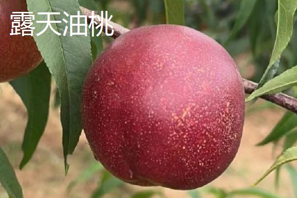 油桃的套袋技术,不要带雨水或露水进行套袋