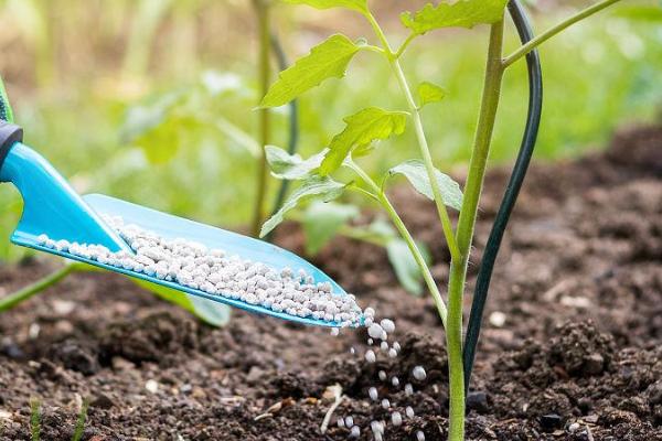 番茄的科学施肥方法，定植后要追施人粪尿、硫酸铵等肥料