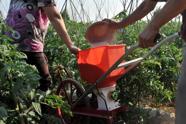 番茄的科学施肥方法，定植后要追施人粪尿、硫酸铵等肥料