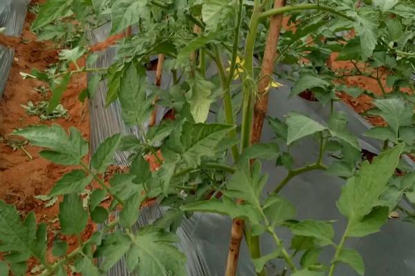 番茄的科学施肥方法，定植后要追施人粪尿、硫酸铵等肥料