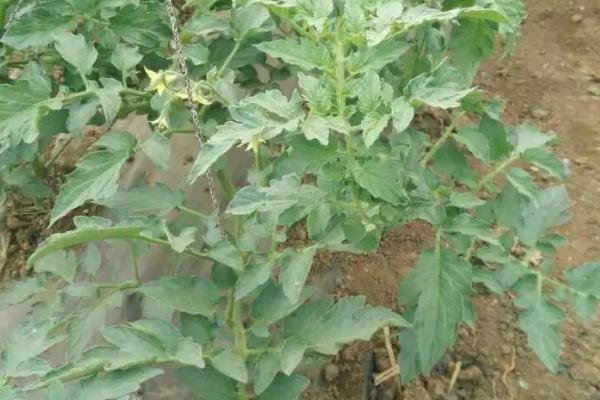 番茄的科学施肥方法，定植后要追施人粪尿、硫酸铵等肥料