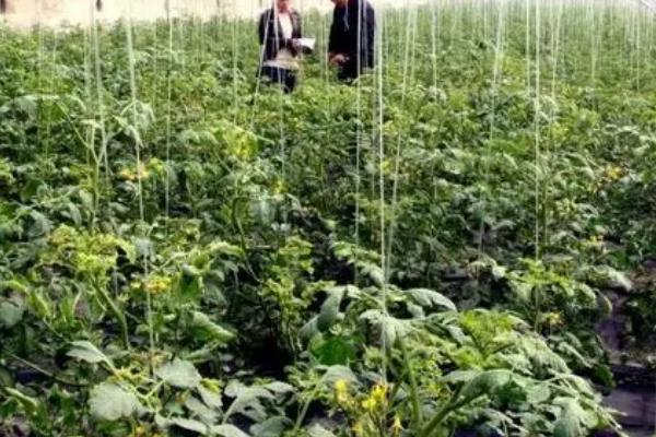 番茄的科学施肥方法，定植后要追施人粪尿、硫酸铵等肥料