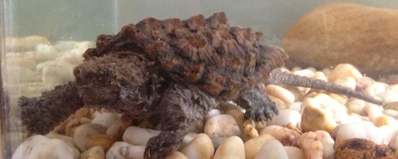 刚买回来的鳄龟为何不进食