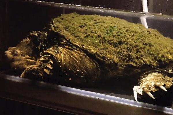 刚买回来的鳄龟为何不进食,可能是未适应环境、水温过低等原因所导致