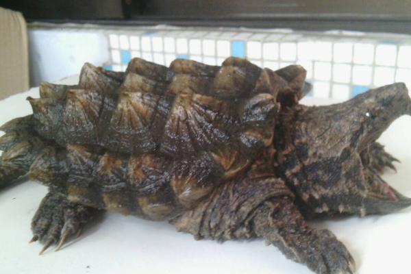 刚买回来的鳄龟为何不进食,可能是未适应环境、水温过低等原因所导致