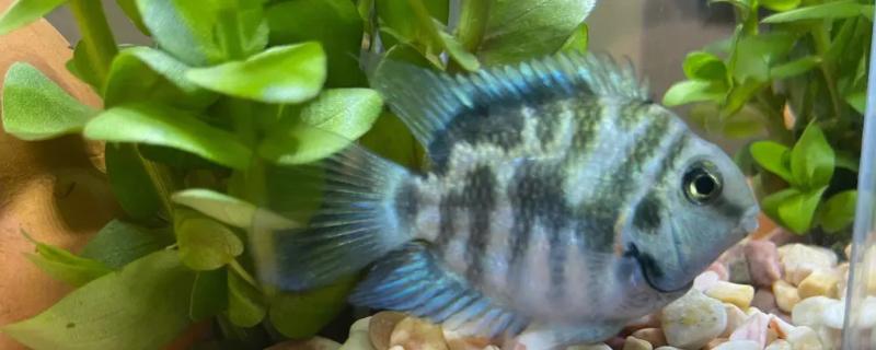 鹦鹉鱼为什么会夹尾巴