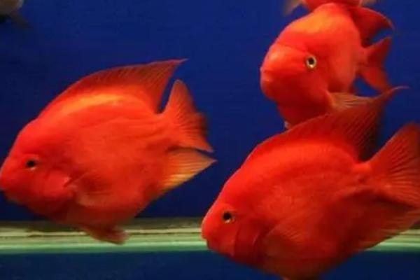 鹦鹉鱼为什么会夹尾巴,可能是水质差、患有感冒等原因所导致