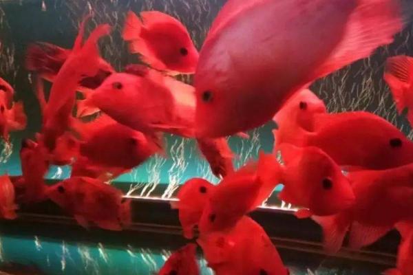 鹦鹉鱼为什么会夹尾巴,可能是水质差、患有感冒等原因所导致