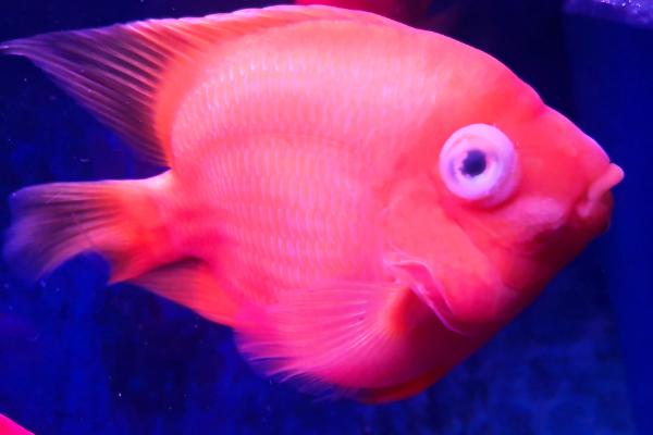 鹦鹉鱼为什么会夹尾巴,可能是水质差、患有感冒等原因所导致